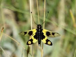 Ascalaphidae