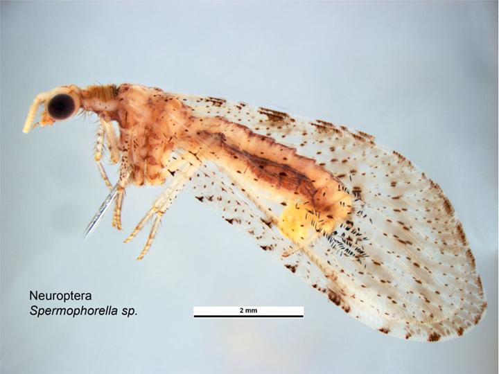 Berothidae