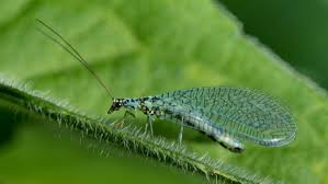 crisópidos, chrysopidae