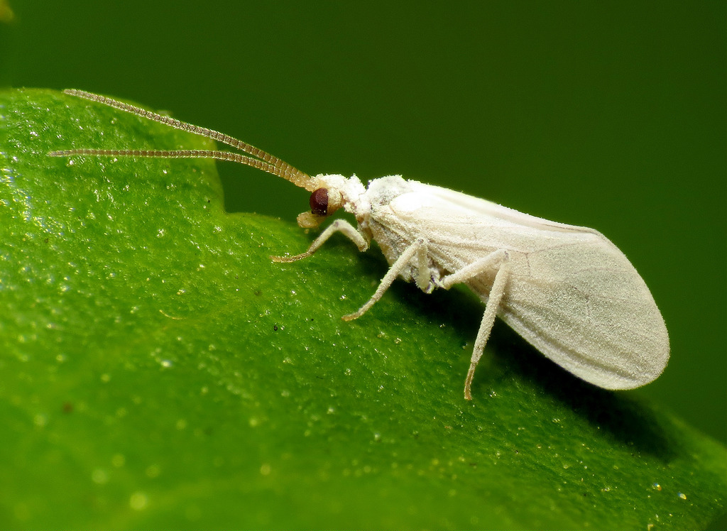 Coniopterygidae