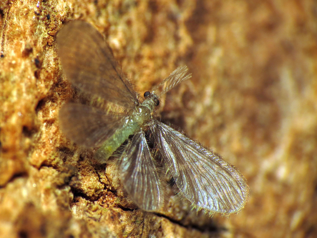 Dilaridae