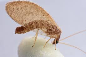 hemeróbidos, hemerobiidae