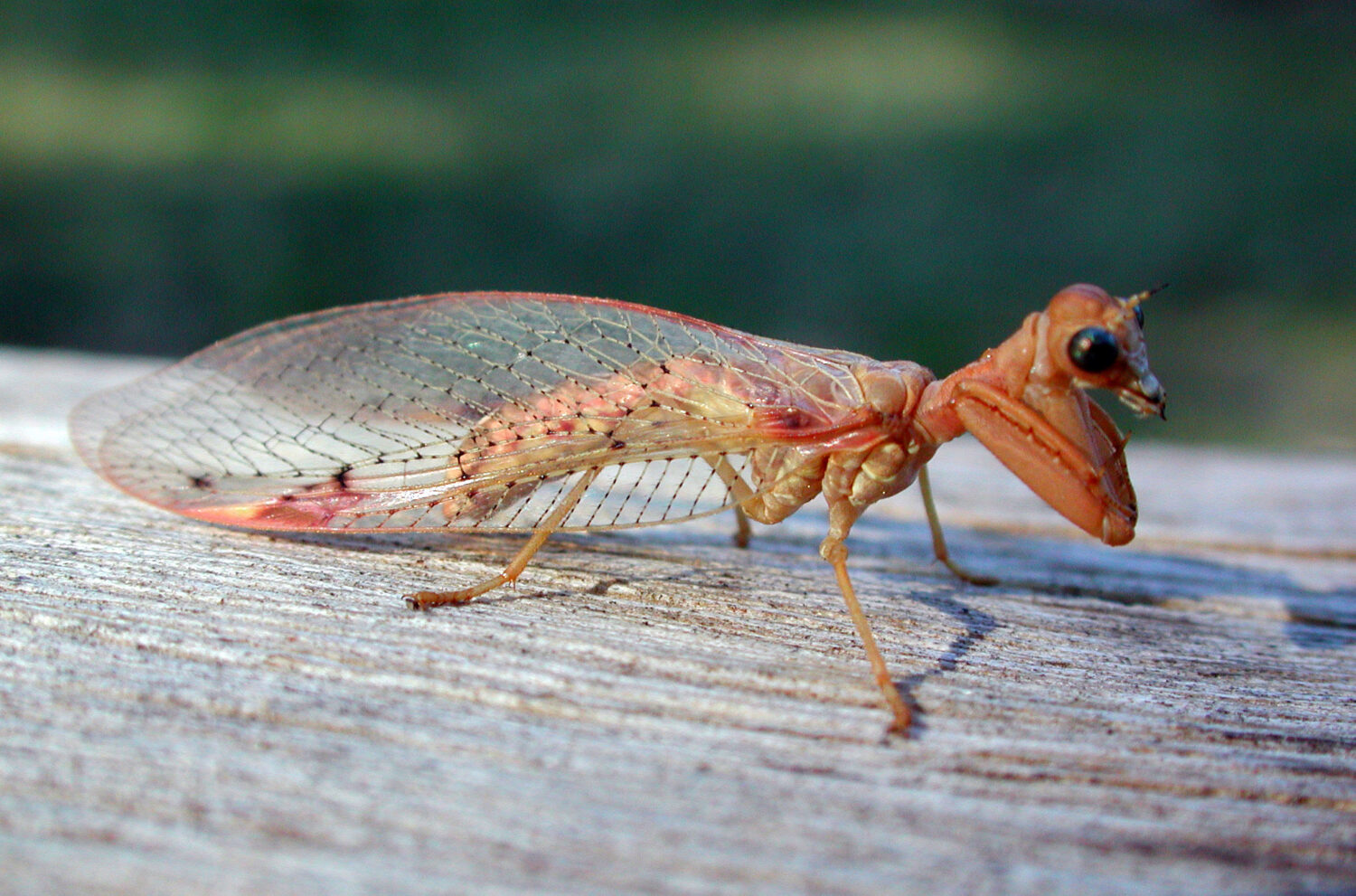 mantíspidos, mantispidae