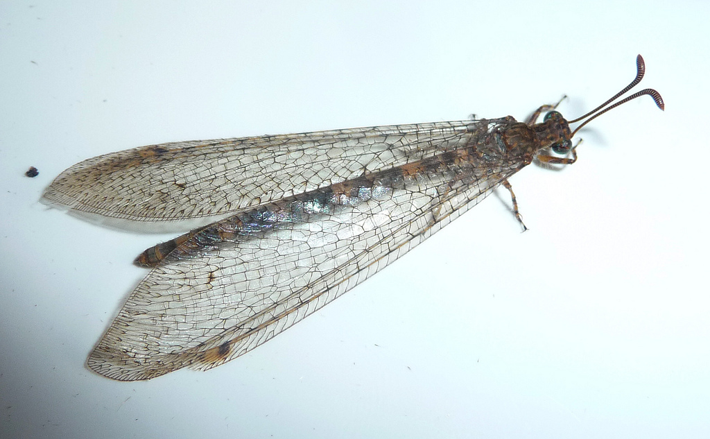 Mirmeleóntidos, myrmeleontidae