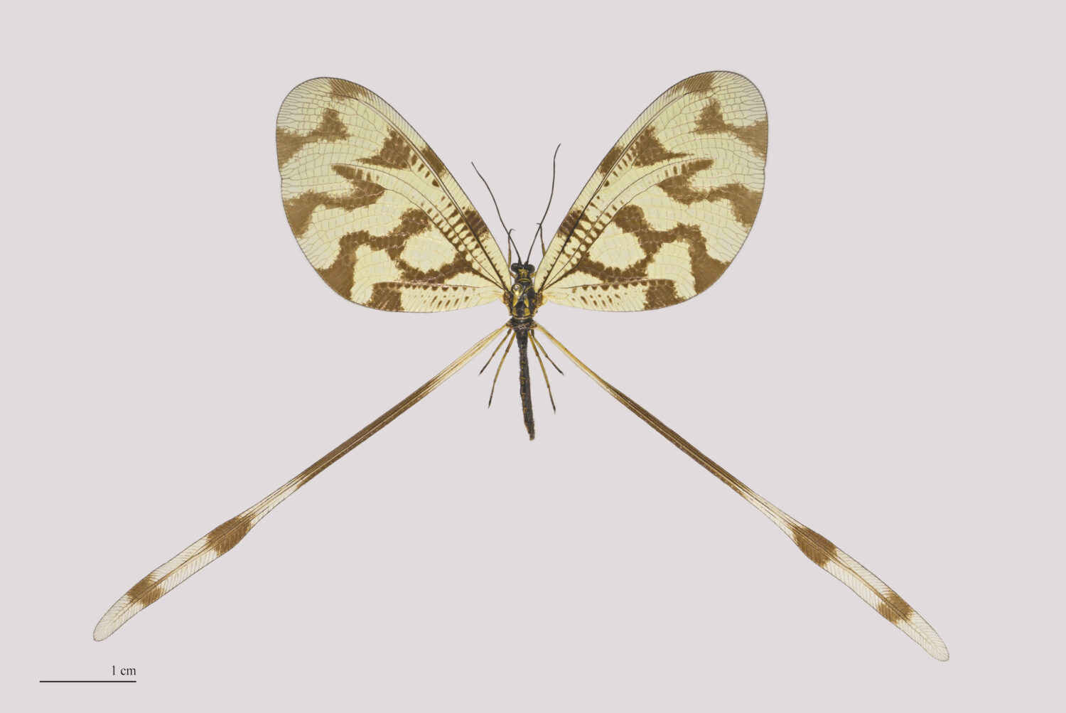 Nemopteridae