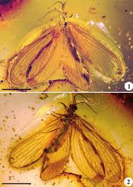 Nevrorthidae