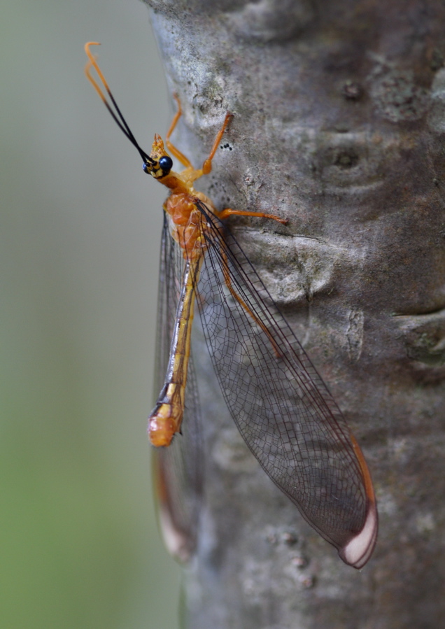 Nymphidae