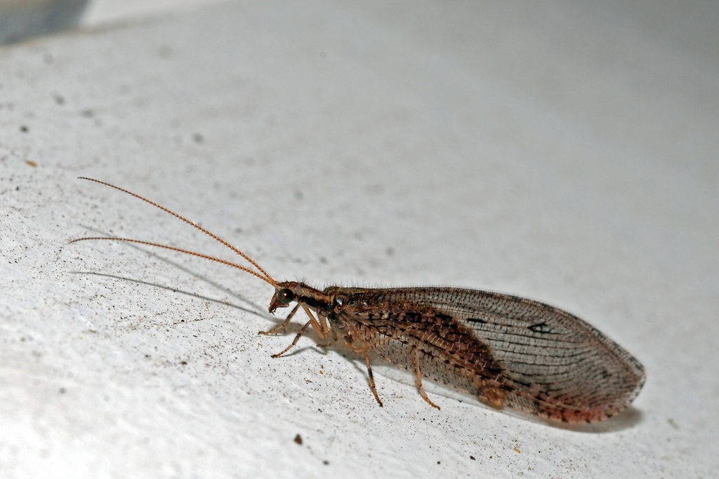 Osmylidae