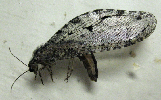 Polystoechotidae
