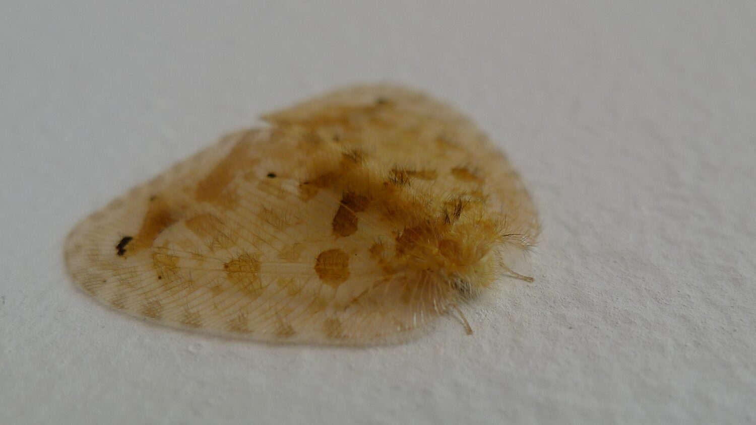 Psychopsidae