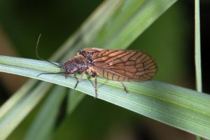 Siálidos, Sialidae