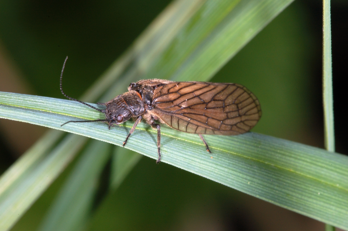 Siálidos, Sialidae