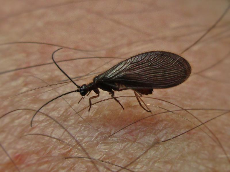 Sisyridae