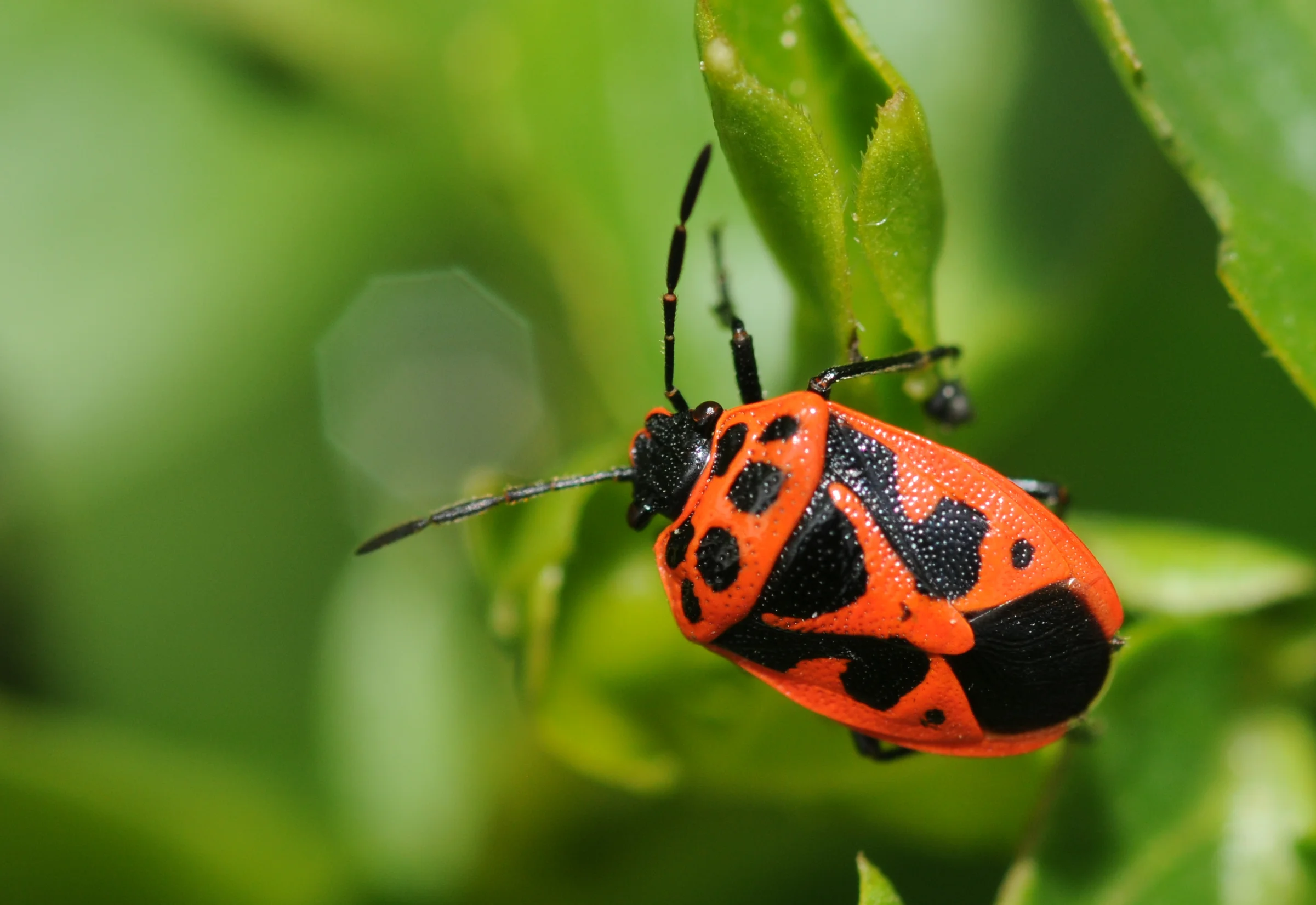 hemiptera, hemípteros