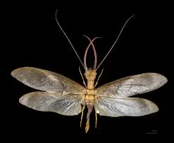 megalópteros, megaloptera