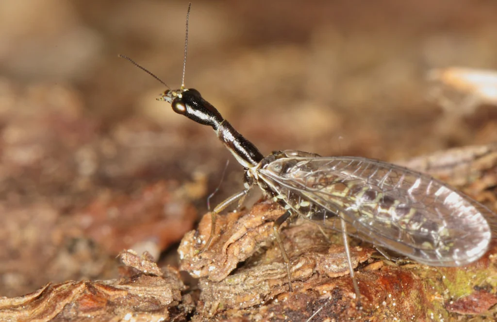 Rafidiópteros, raphidioptera