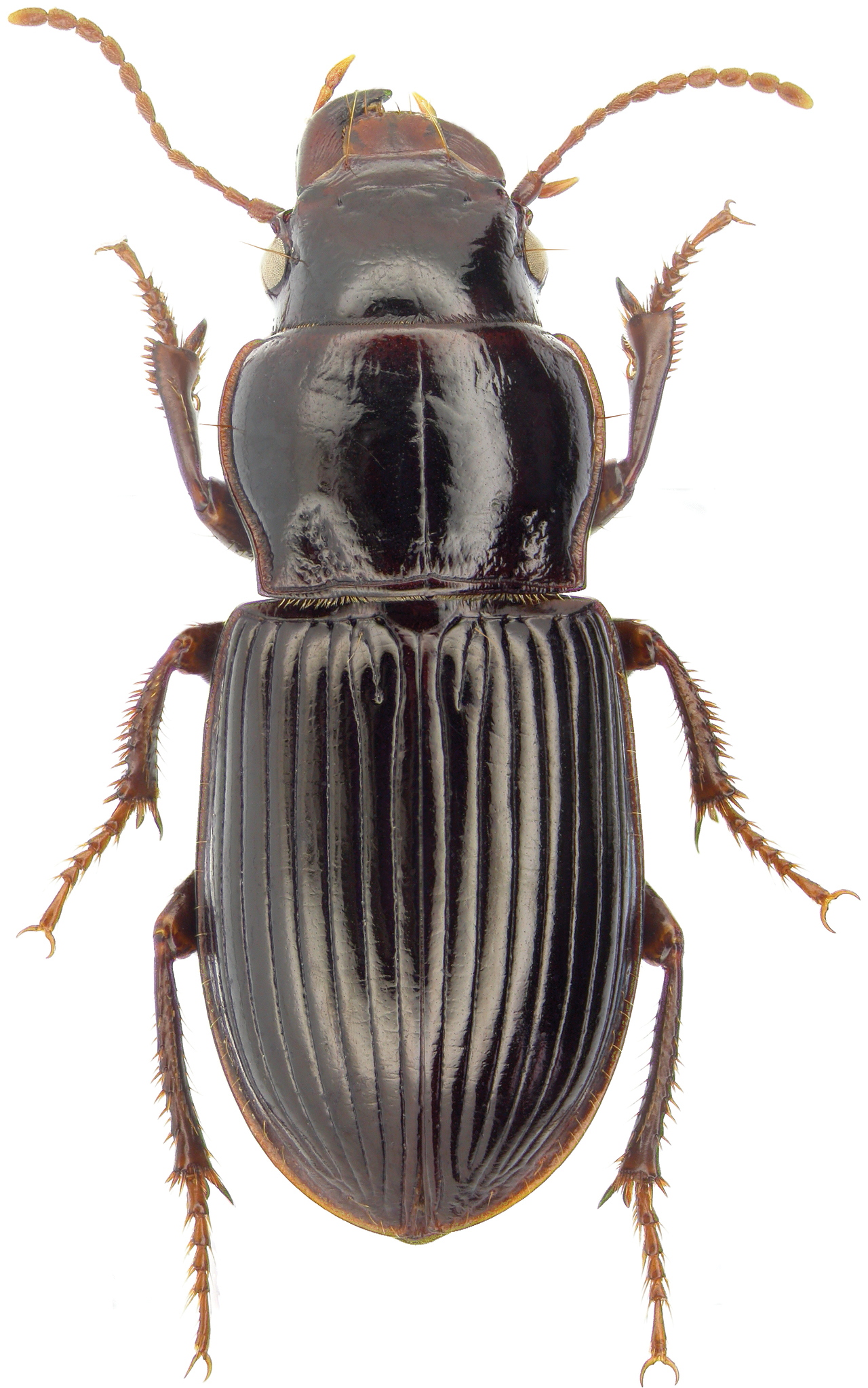 Adephaga, Adéfagos