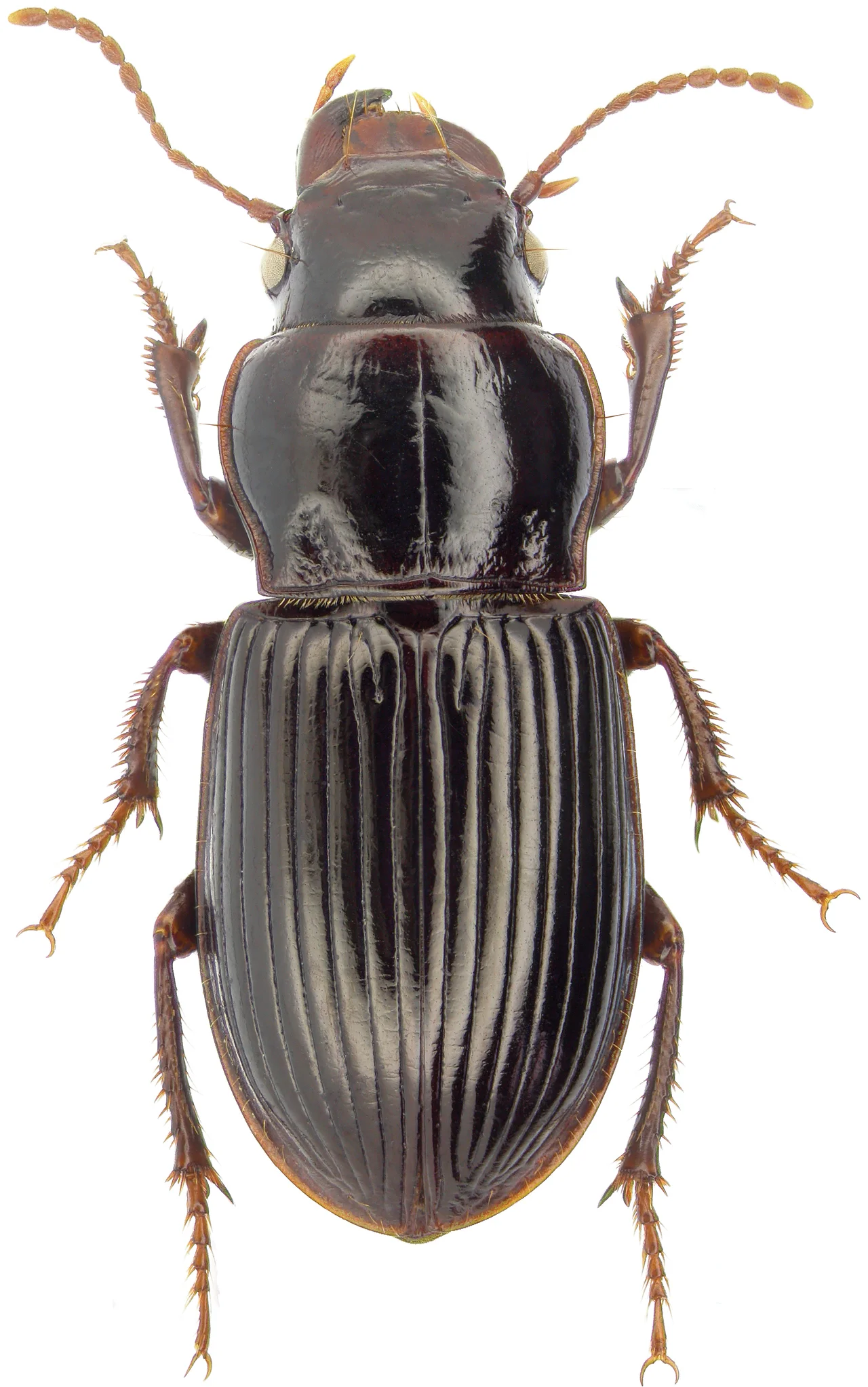Adephaga, Adéfagos