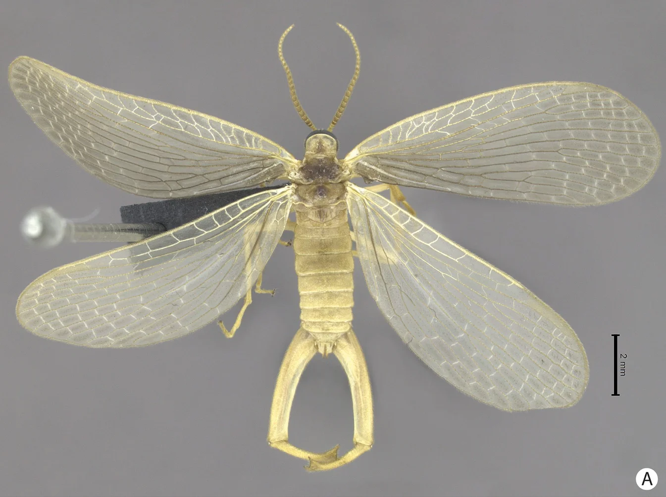 Apteropanorpidae