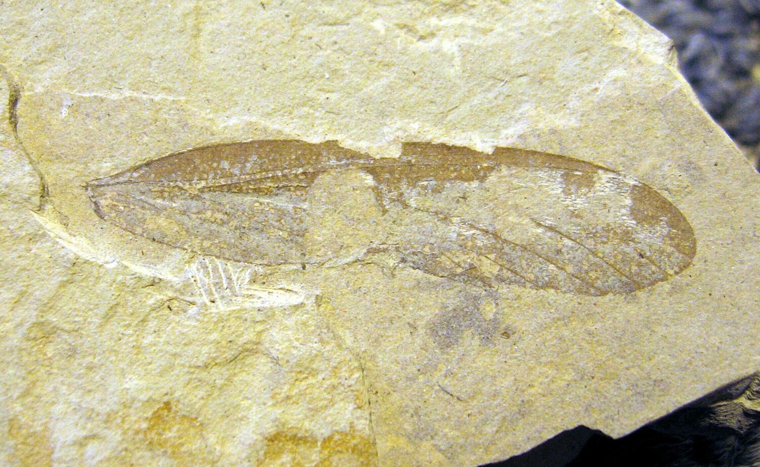 Australochoristidae