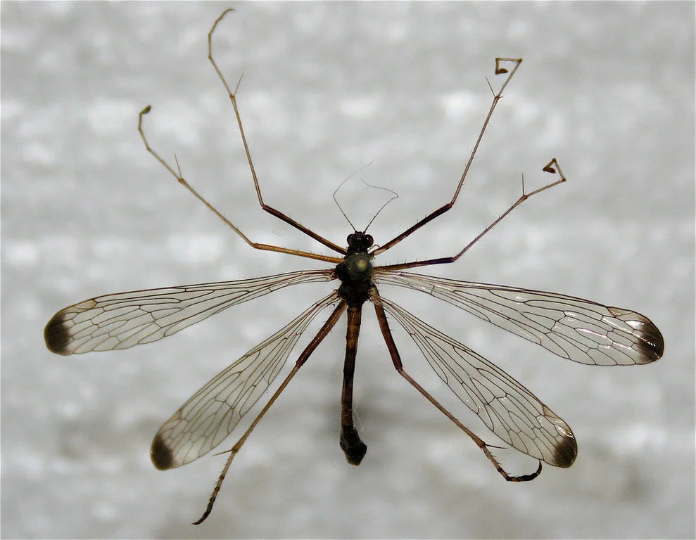 Bittacidae