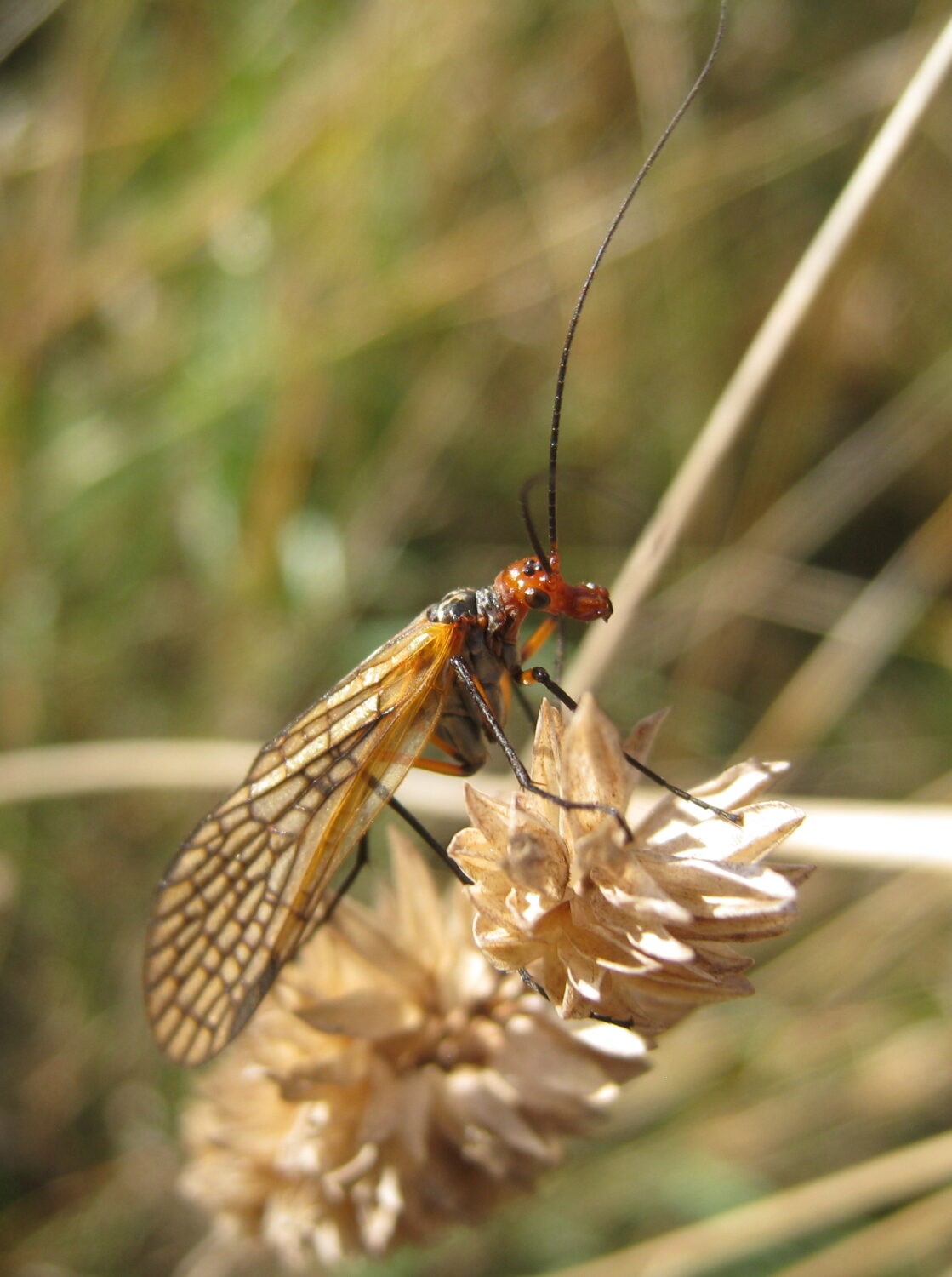 Choristidae