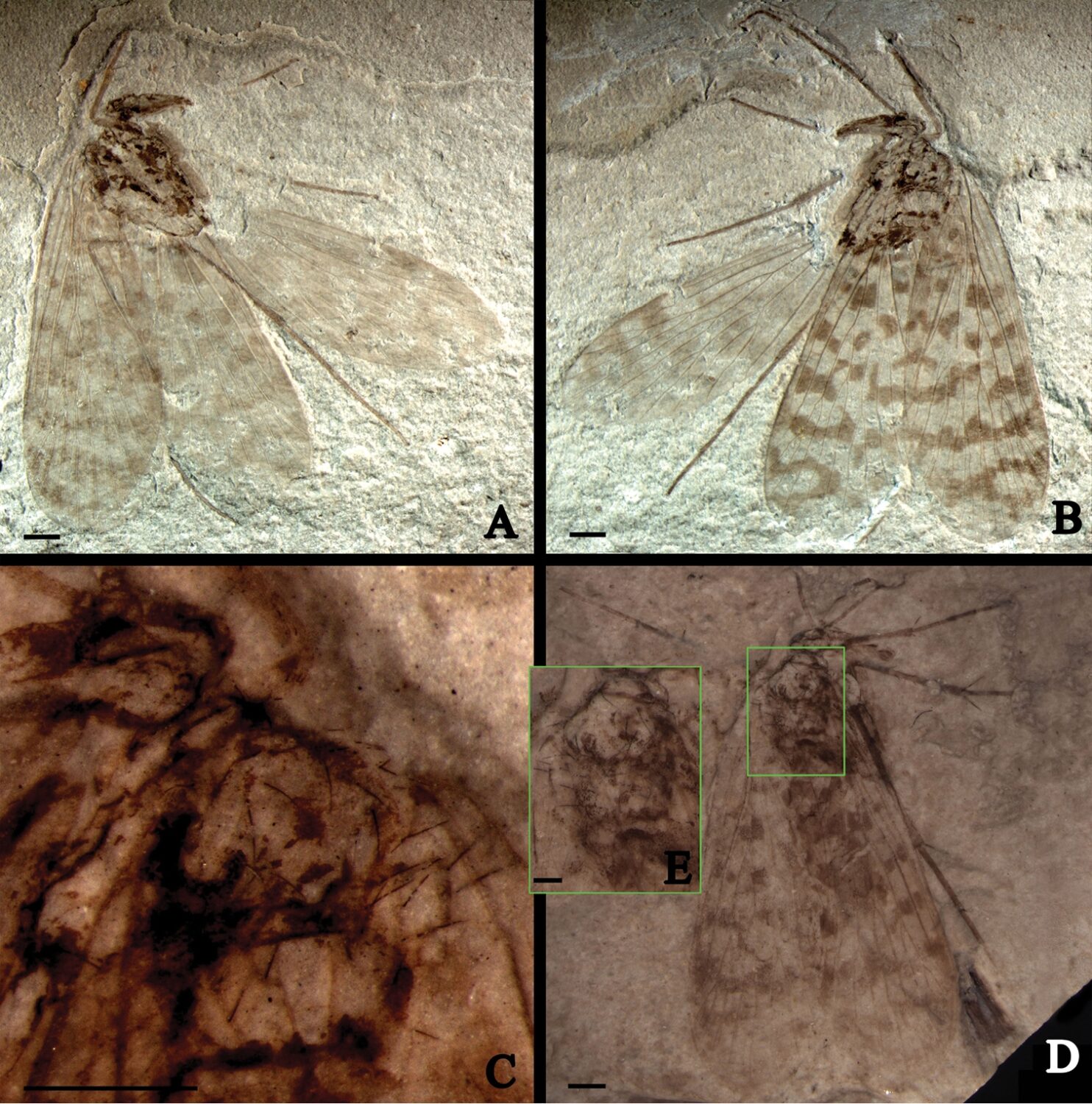 Choristopsychidae