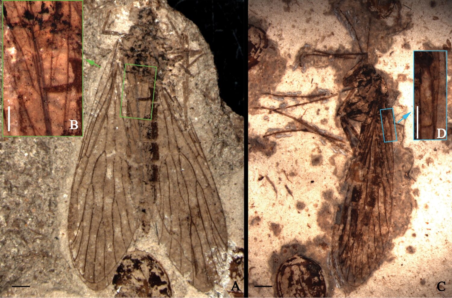 Cimbrophlebiidae