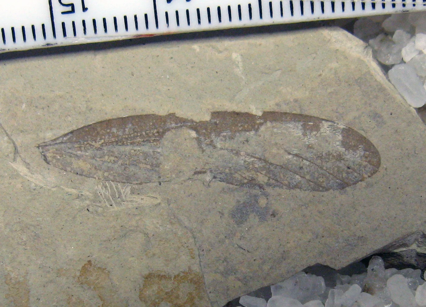 Dinopanorpidae