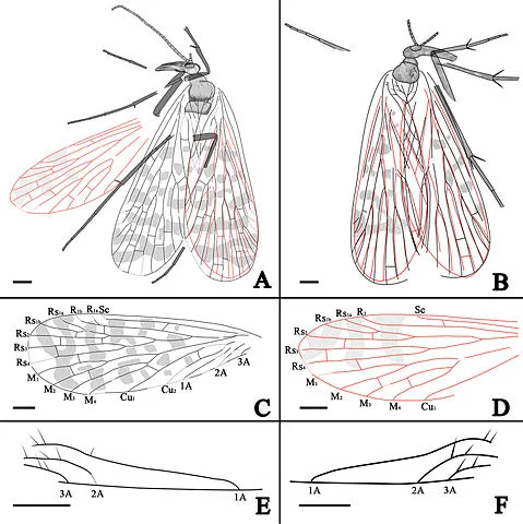 Englathaumatidae