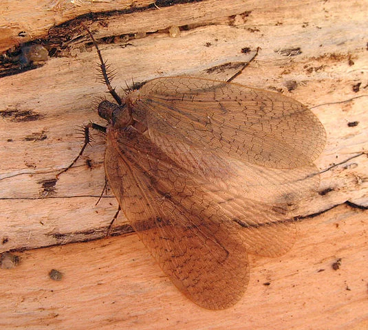 Eomeropidae