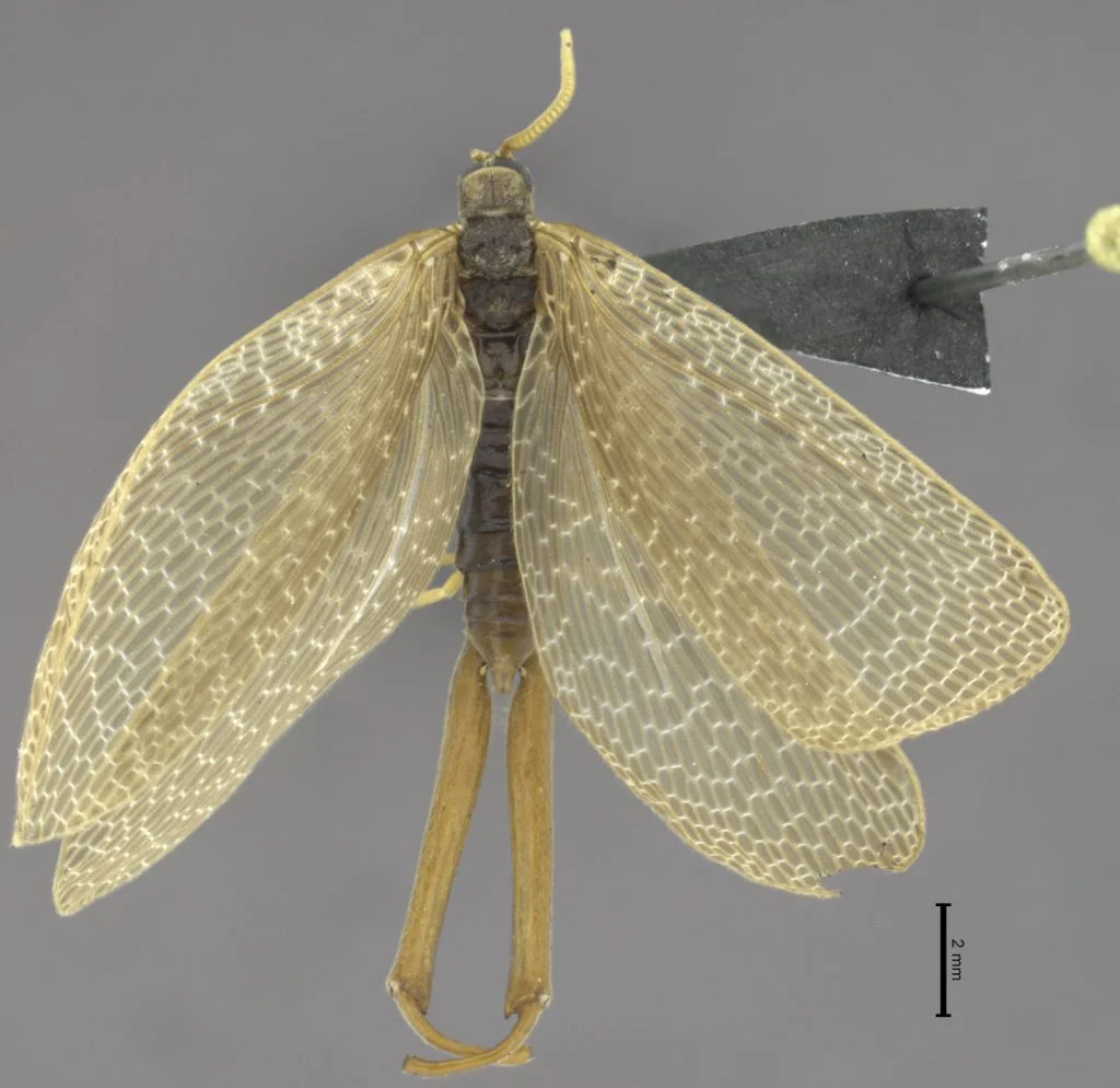 Meropeidae