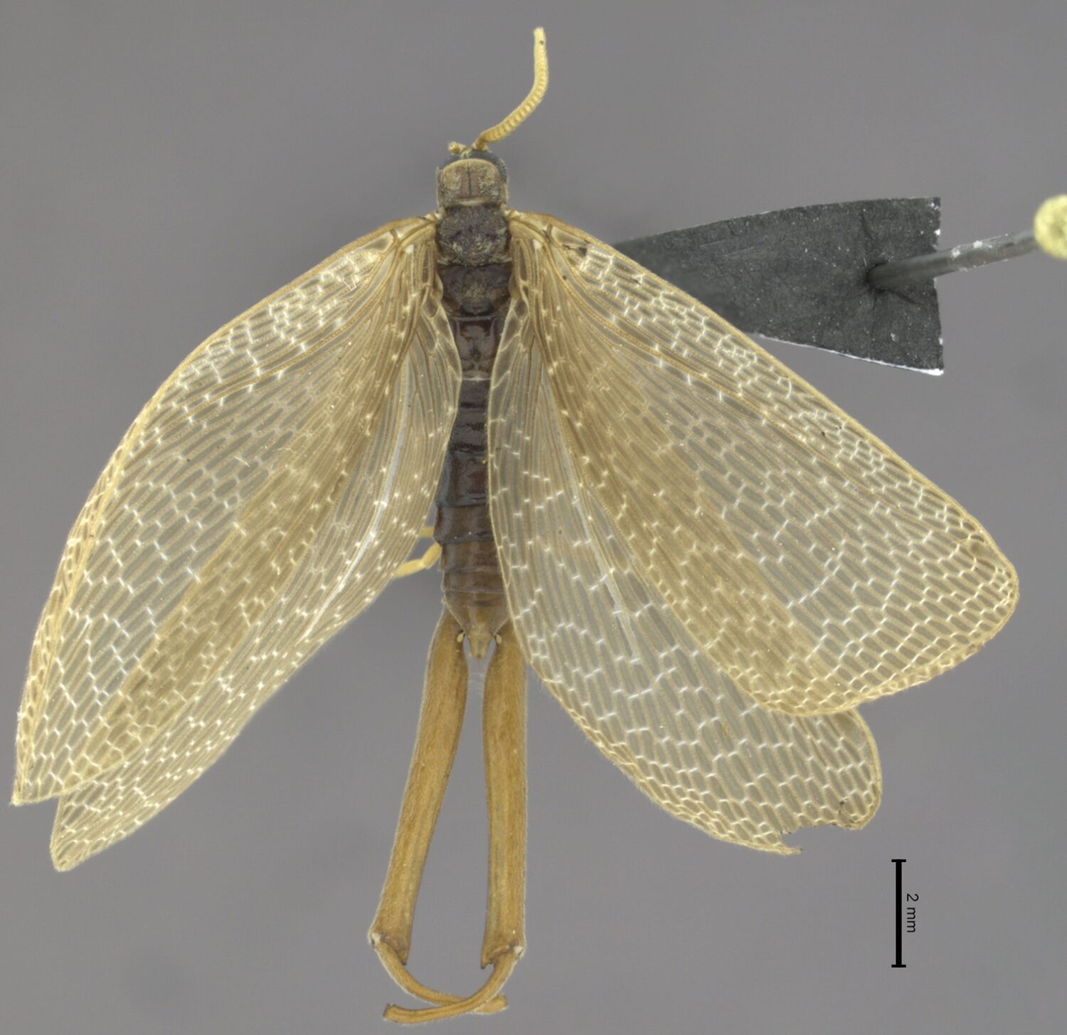 Meropeidae