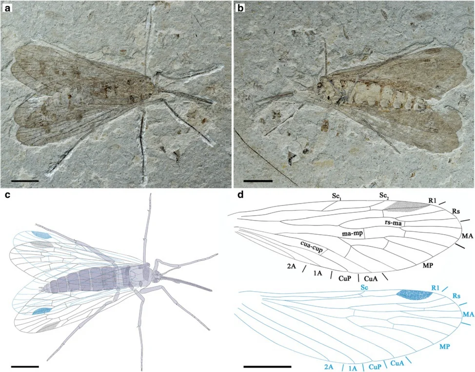 Mesopsychidae