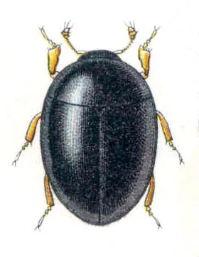 Myxophaga