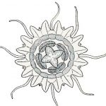 nausithoidae, coronatae