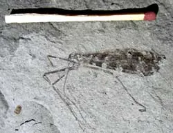 Nedubroviidae