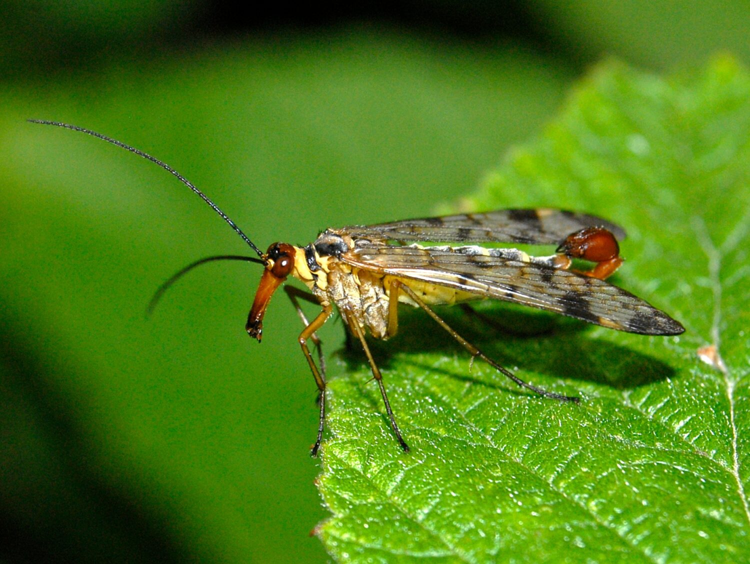 Panorpidae