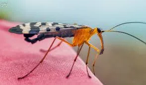Panorpodidae