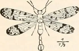 Permochoristidae