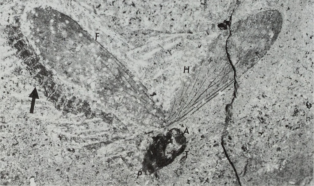 Permochoristidae