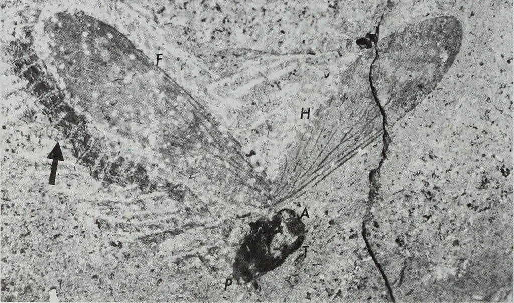 Permochoristidae