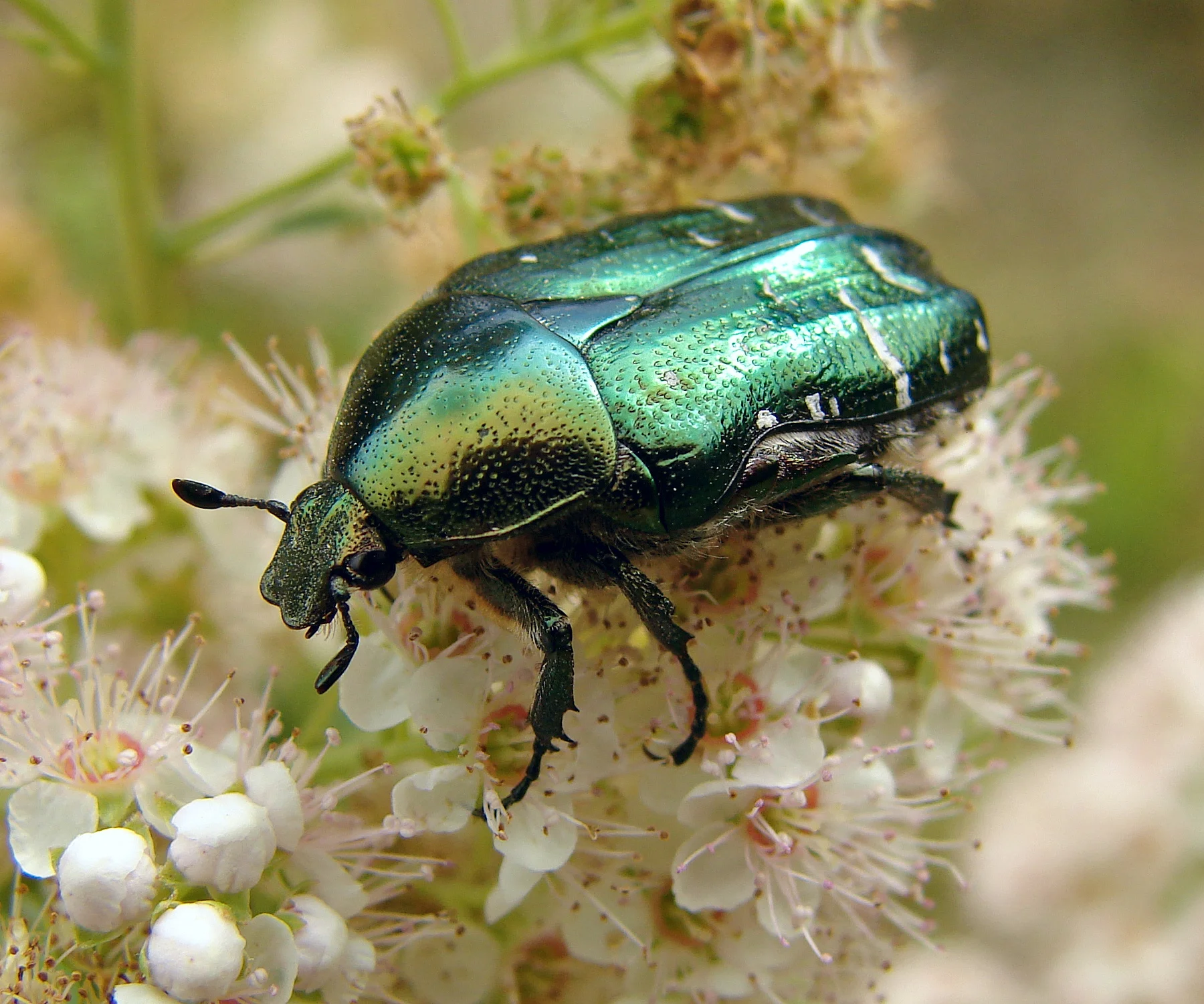 Polyphaga, Polífagos