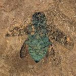Protocoleoptera