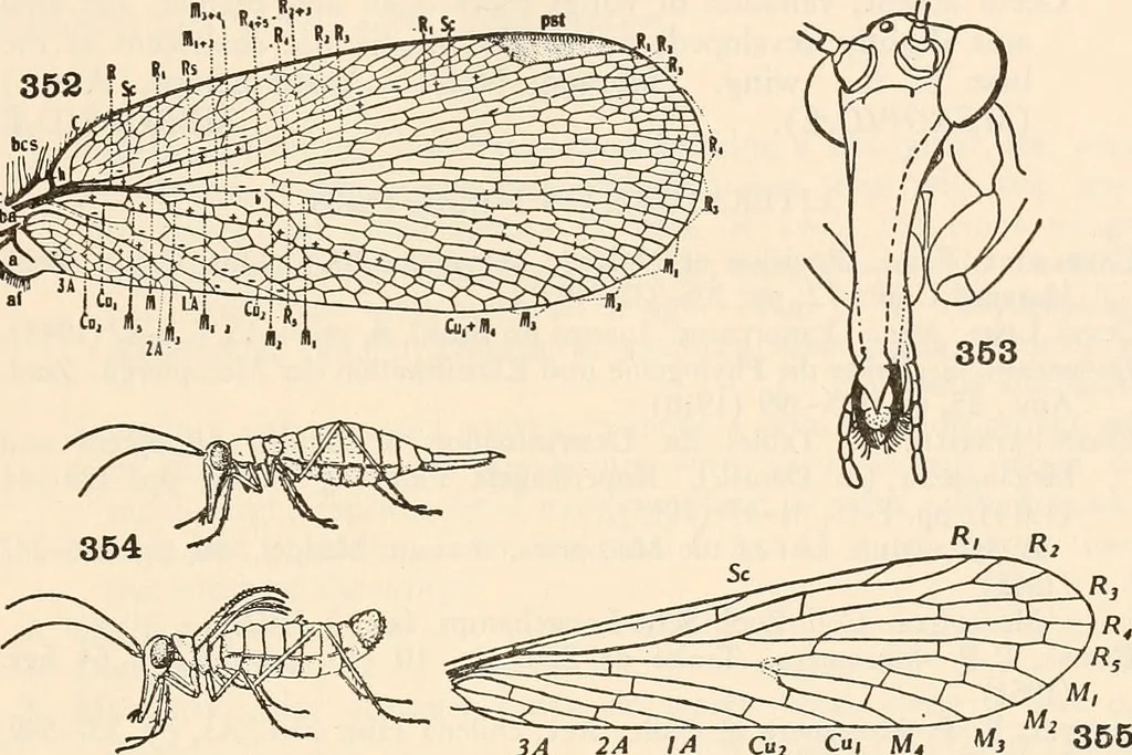 Pseudopolycentropodidae