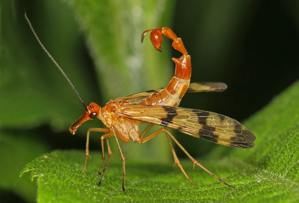 mecoptera, mecópteros