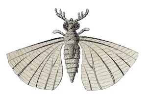 strepsiptera, estrepsípteros 