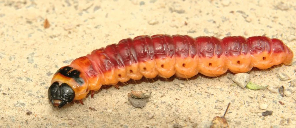 cossus cossus