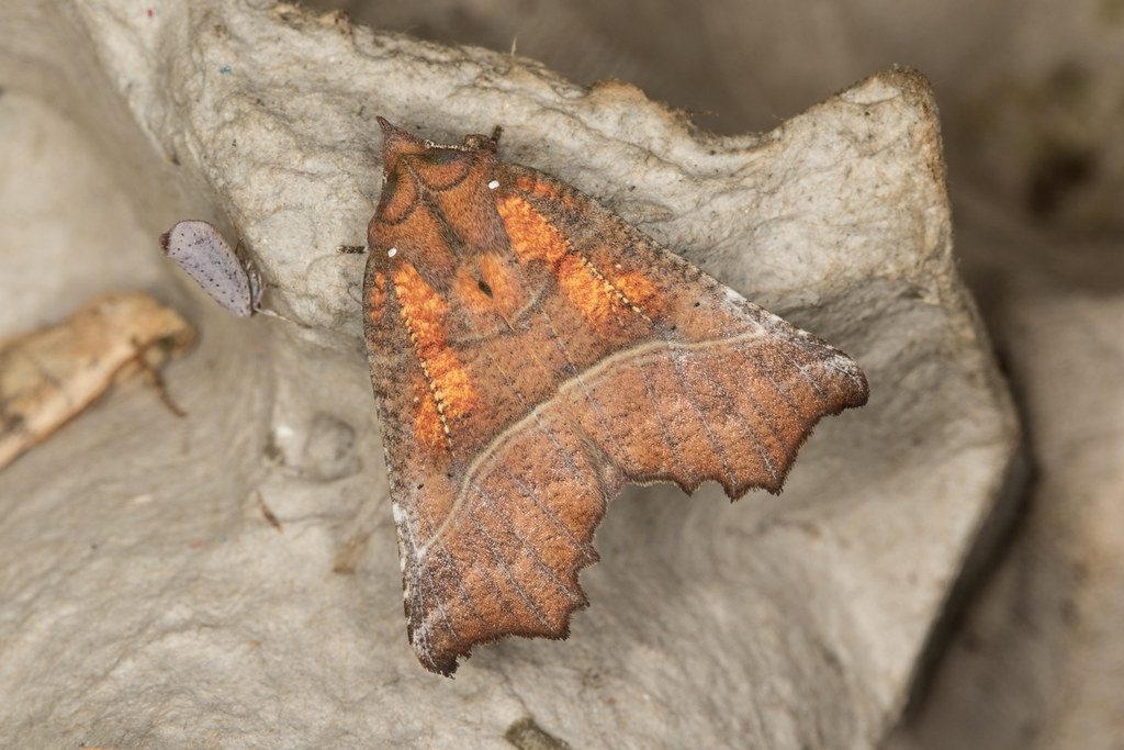 Scoliopteryx libatrix 