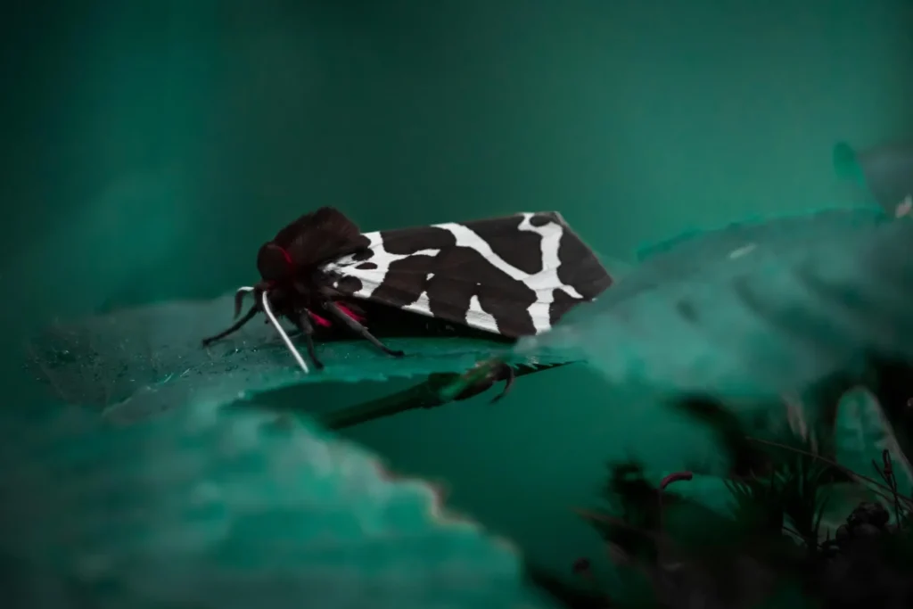 polilla tigre pudorosa cymbalophora pudica